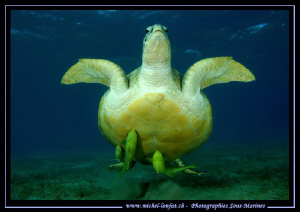 The take off of the turtle... Que du bonheur... :O)... by Michel Lonfat 